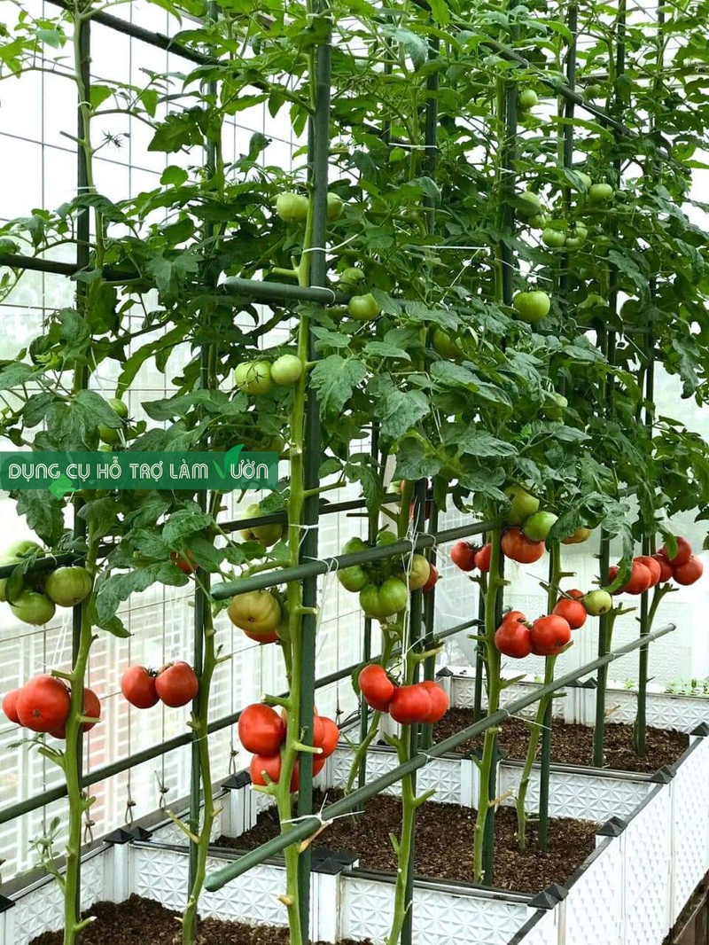 10 Ống thép bọc nhựa phi 20 dài 180cm dùng từ 5 năm ở nhiệt độ ngoài trời nắng nóng của Nhật- chuyên dùng cắm chống đỡ- khung giàn cho cây leo/dụng cụ hỗ trợ làm vườn