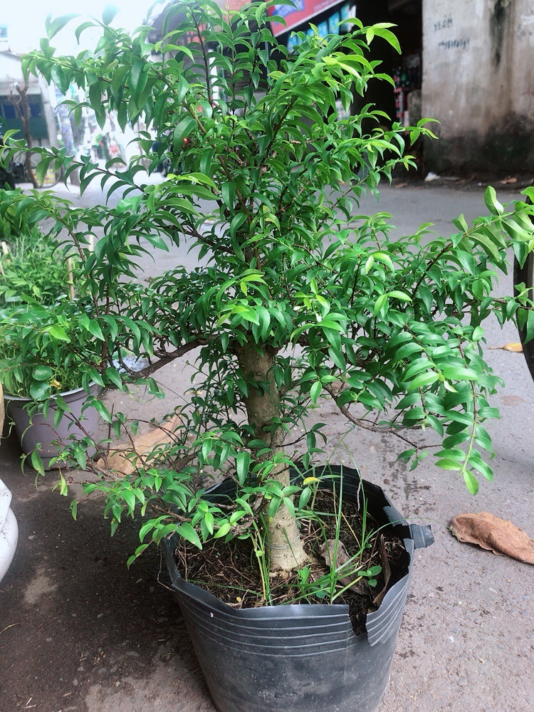 Cây Mai Chiếu Thủy, cây phôi bonsai