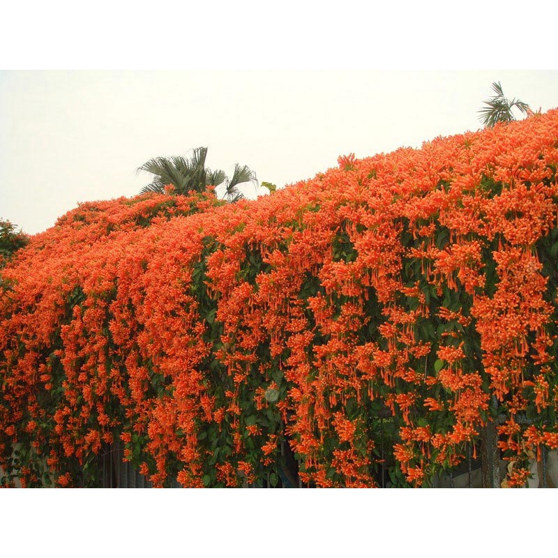 Hoa leo chùm ớt - chậu lớn
