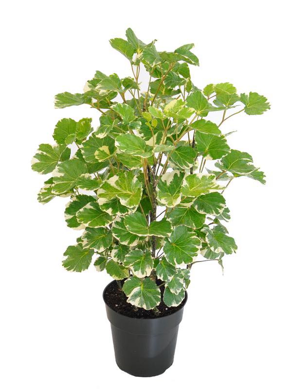 Đinh lăng lá tròn cẩm thạch, đinh lăng đồng tiền - cây giống