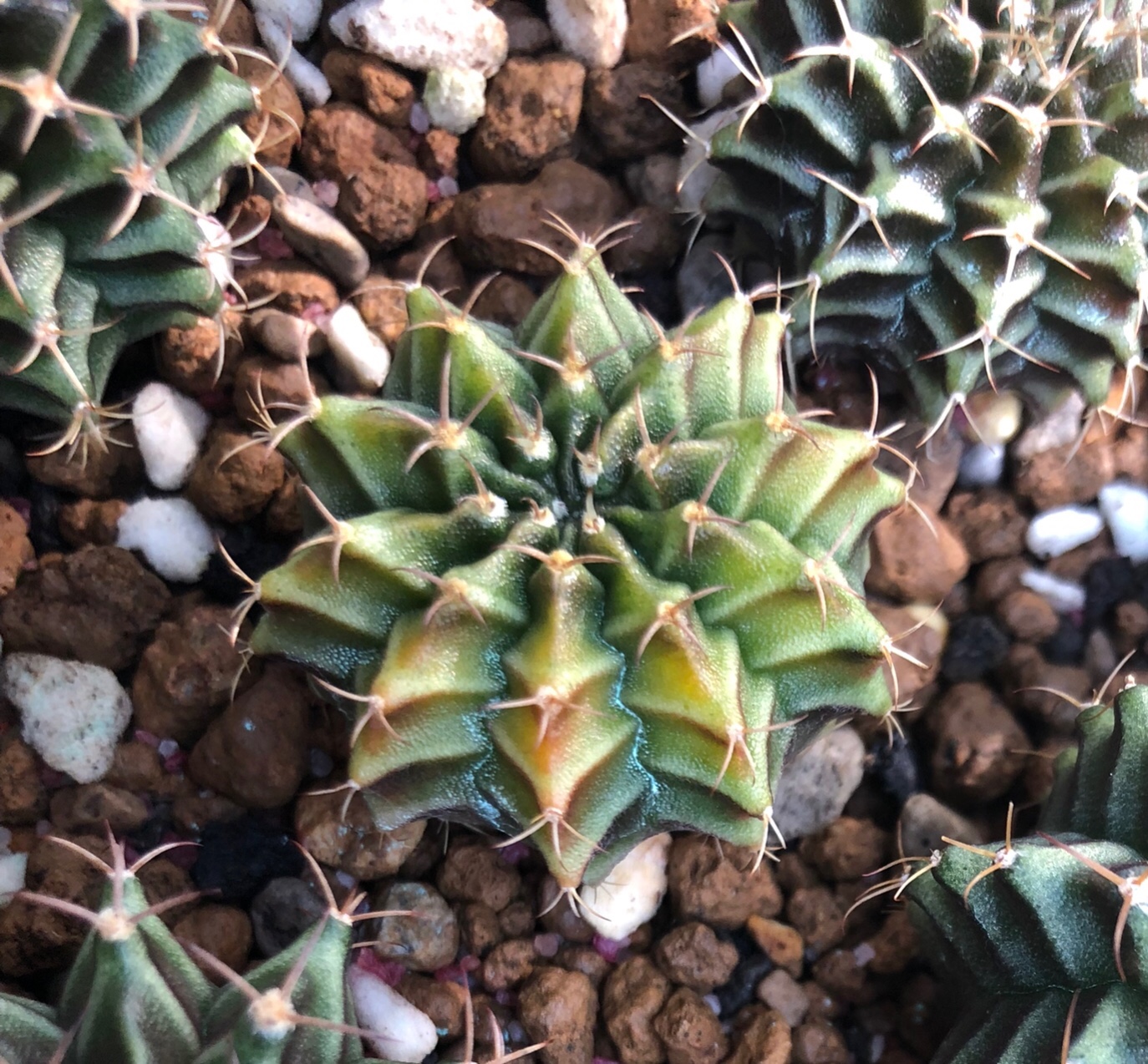 Xương rồng( gym vàng x Lb) size 2.5cm 1 cây