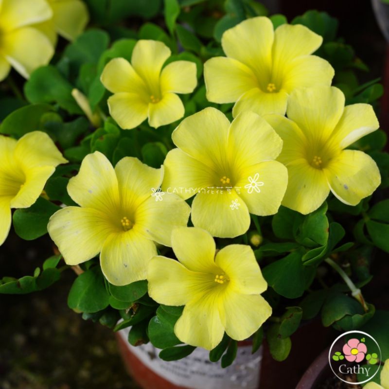 củ hoa oxalis dòng purpurea