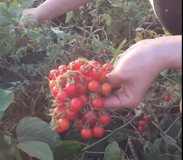 Hạt giống cà chua bi rừng ( cà chua bi dại ) - Gói 20 hạt