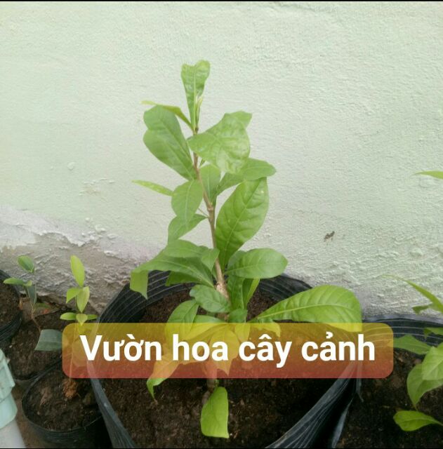 cây đào tiên trường sinh giống