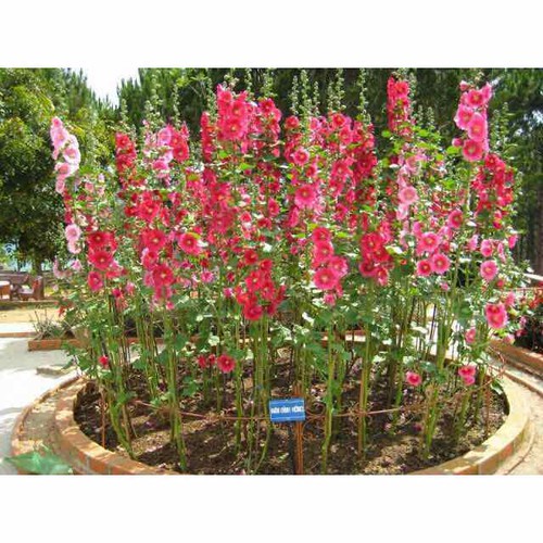 PHÂN ĐẠM URE BỊCH CHIẾT (1KG/BỊCH) ĐẠM PHÚ MỸ