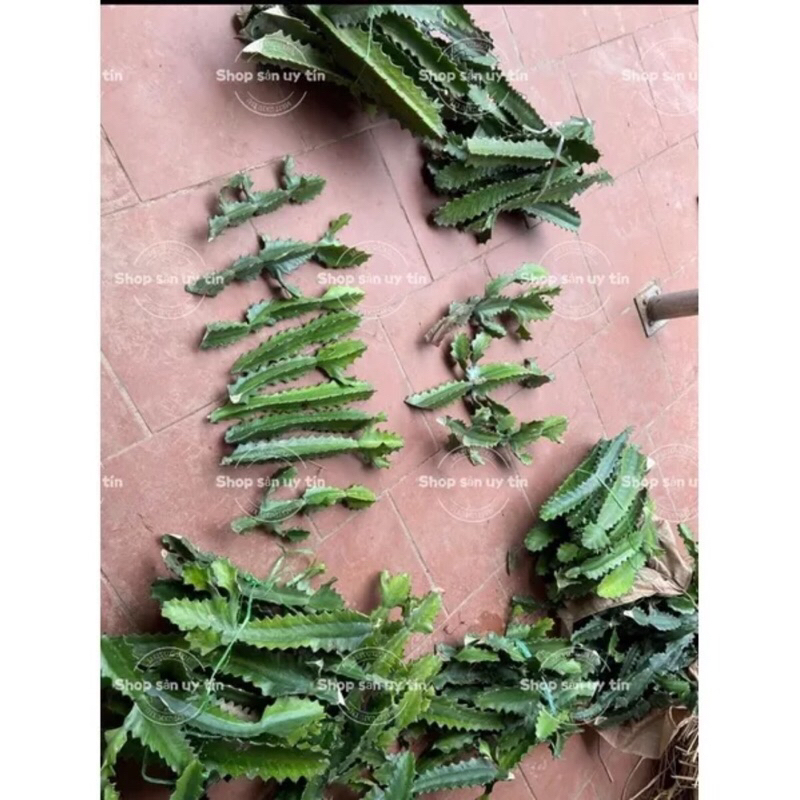 Cây xương rồng ba cạnh