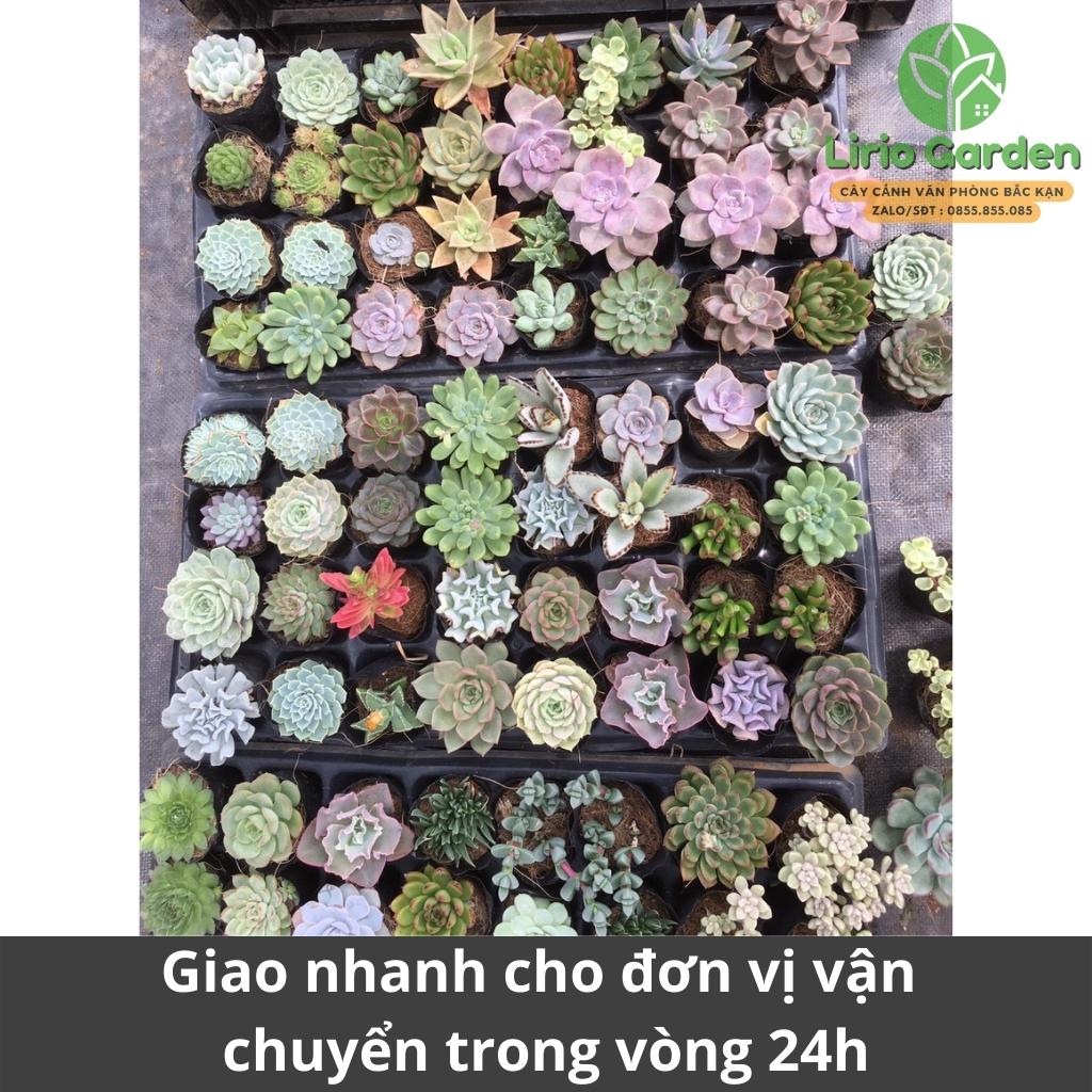 combo 10 cây sen đá size bầu