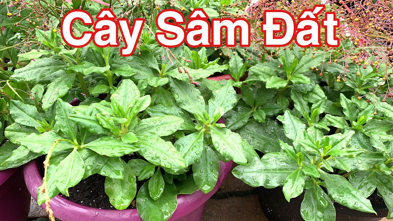 cây giống sâm đất (cây thổ sâm, rau sâm)- cây giống nhỏ