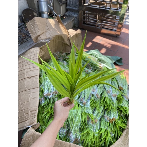 Cụm lá dứa hoa - Hoa giả