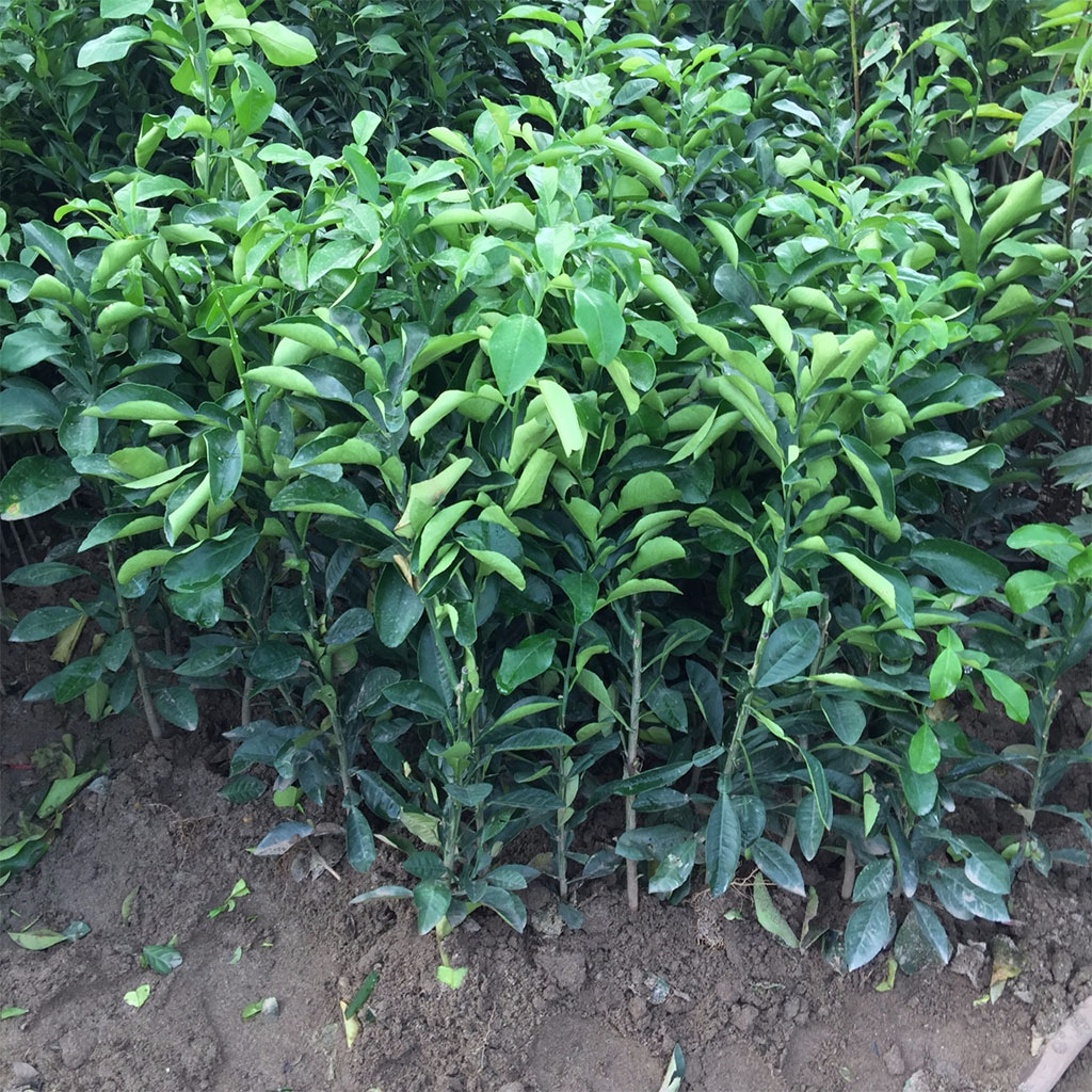 Cây giống BƯỞI Đoan Hùng (bưởi Phủ Đoan)