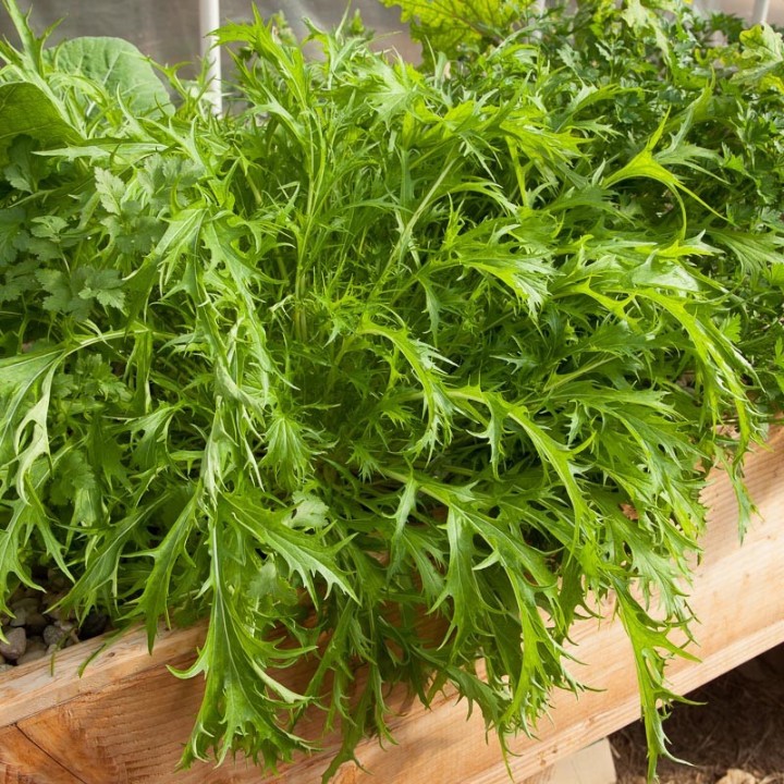 Hạt giống Cải Mizuna Nhật gói 5gr