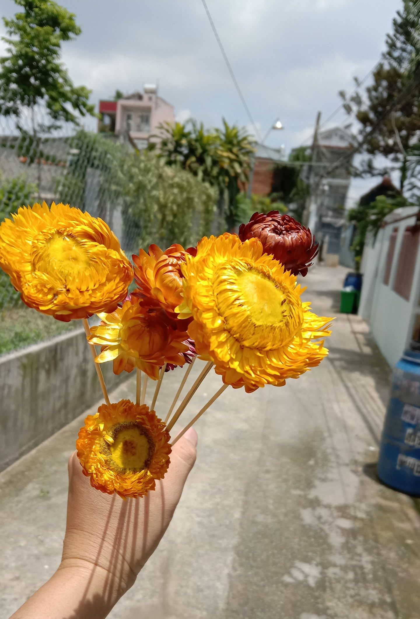 hoa cúc bất tử khô thân tăm tre