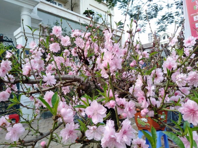 cây đào phải cổ mộc châu (đào hoa) - cây giống