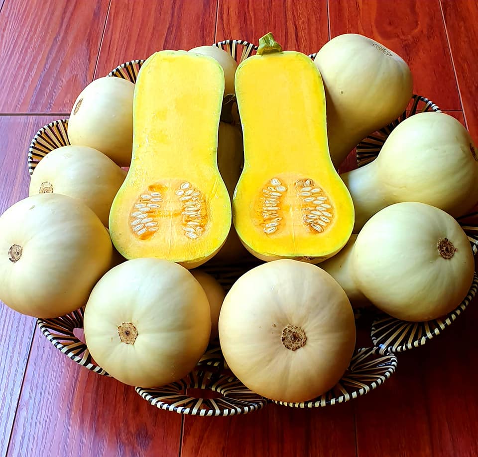 Hạt giống bí bơ butternut Thái Lan