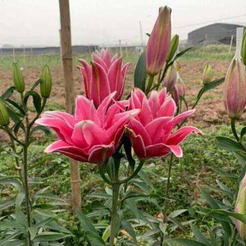 Củ ly cao hà lan cánh kép mix màu