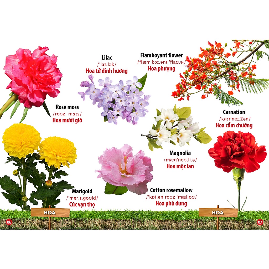 Từ Điển Bằng Hình Hoa - Quả - Rau Củ (Song Ngữ Anh - Việt) ( VT )