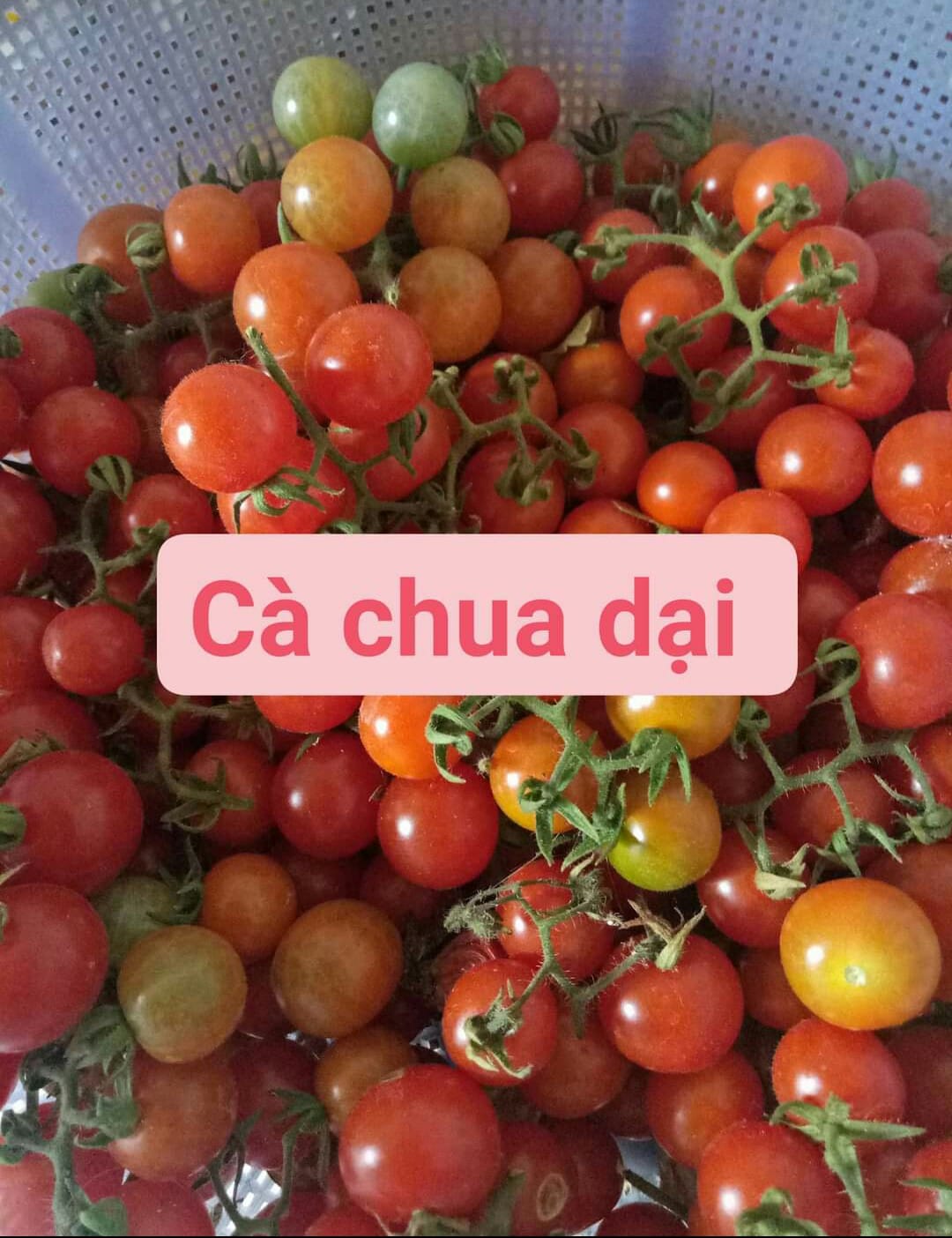 Hạt giống cà chua bi rừng ( cà chua bi dại ) - Gói 20 hạt