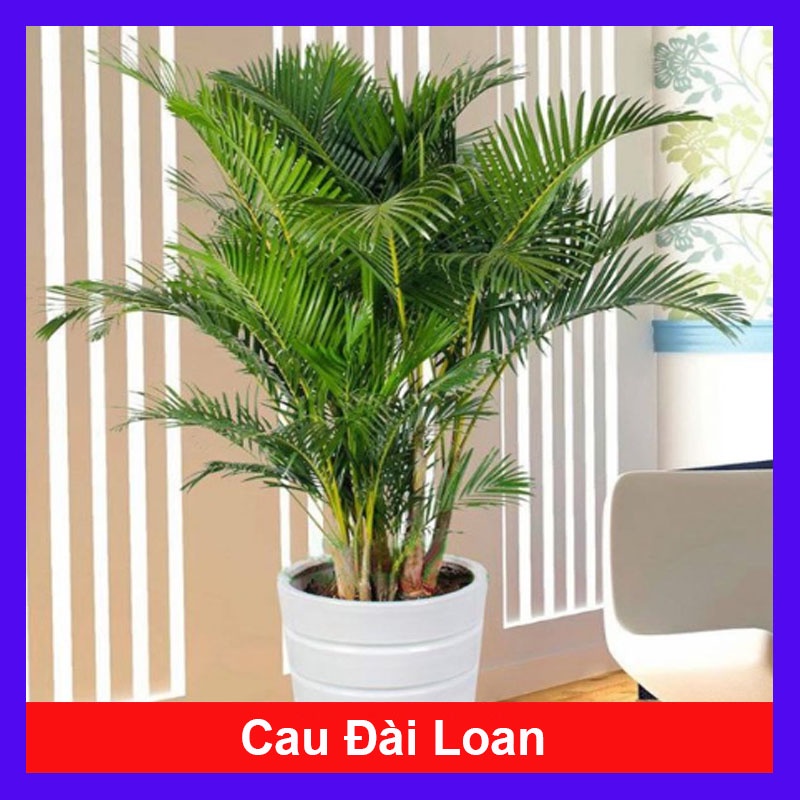 Cây Cau Vàng Đài Loan - cây cau kiểng để trong nhà - cây cao 50cm