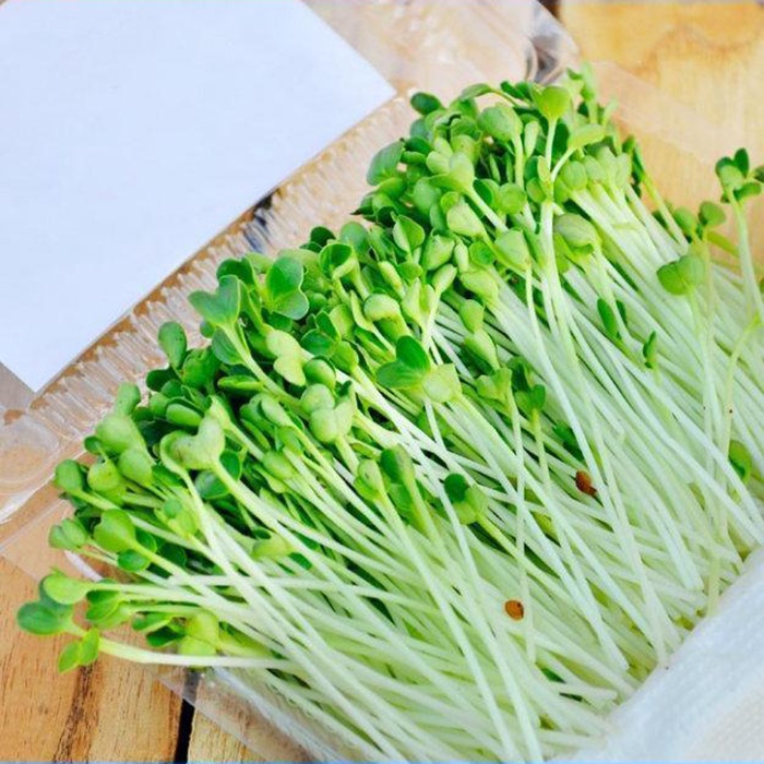 Hạt giống rau mầm các loại
