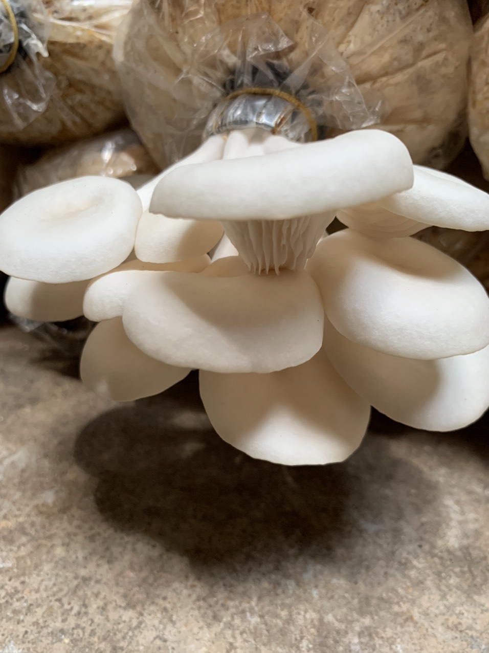 Phôi nấm Sò thái (1 kiện 06 bịch)