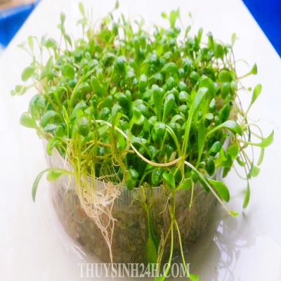 TRÂN CHÂU NHẬT THỦY SINH  (1 tất)