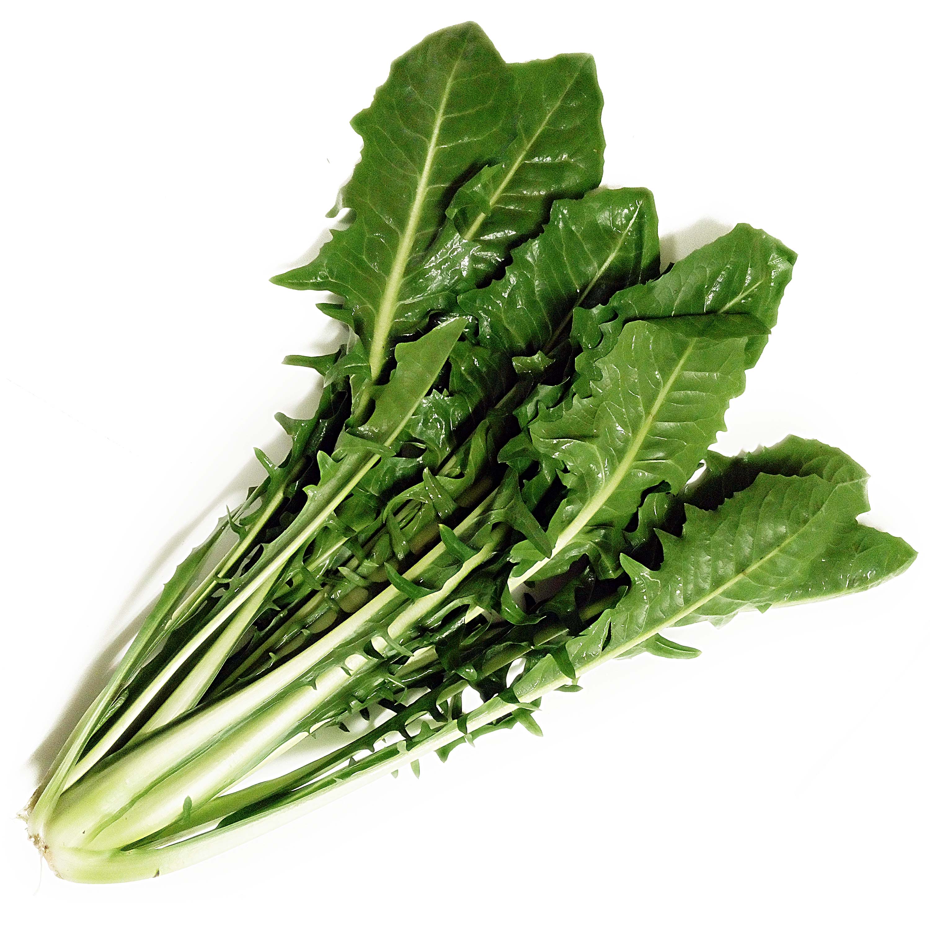 Hạt Giống Chicory Xanh (Rau Diếp Xoăn)