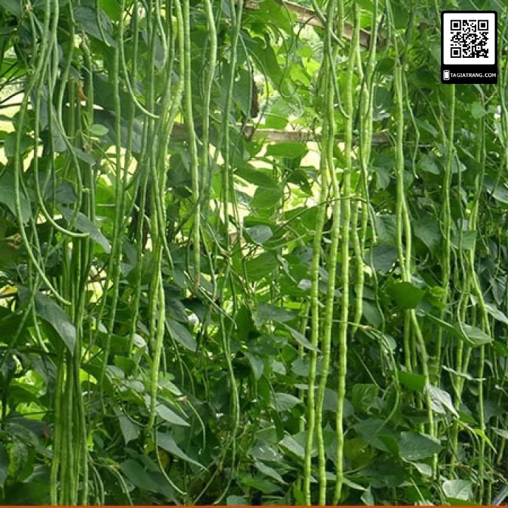 Hạt giống đậu đũa hạt đen (đậu đũa móng chim) - gói 20 gram