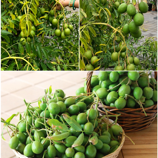 "Gói 3 "Hạt giống cây ăn trái cóc Thái [Seeds]