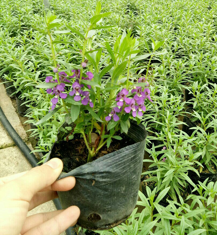 Hoa violet tím cổ thơm (cả hoa và lá đều rất thơm) - bầu cây giống size nhỏ