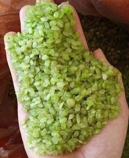 Cốm nếp non tây bắc,cốm nấu xôi ,cốm nấu chè