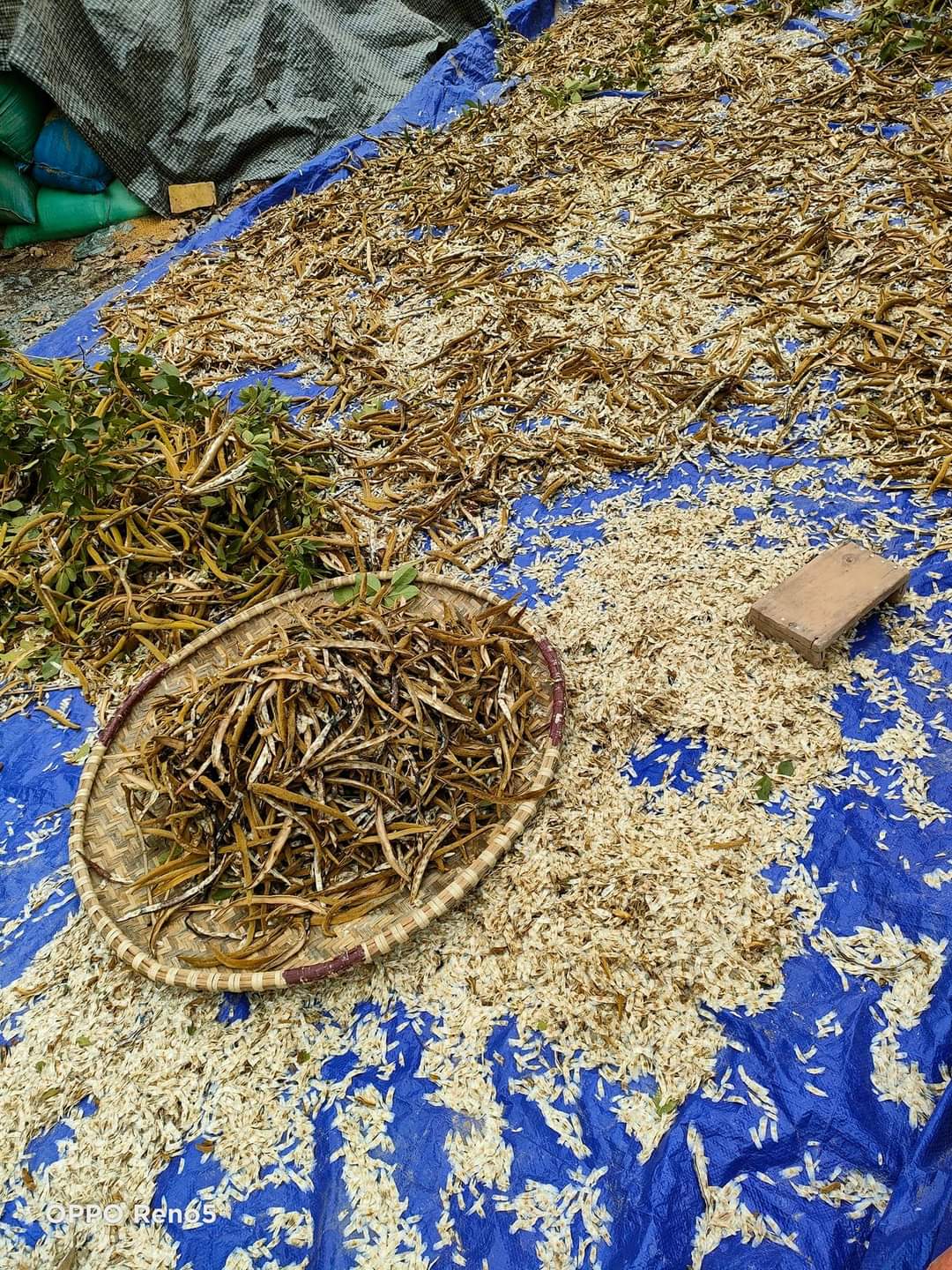 Hạt giống phong linh vàng