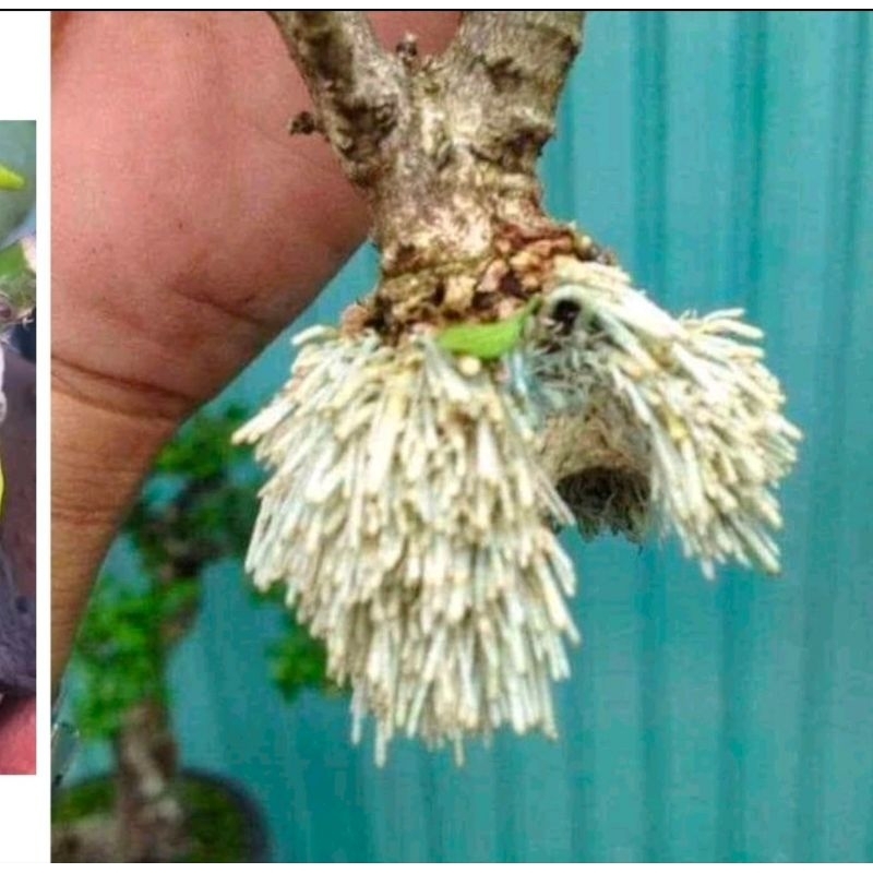 KÍCH RA RỄ ROOT KING SIÊU NHANH