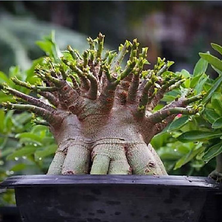 Hạt giống cây hoa sứ kim tự tháp - Gói 5 hạt