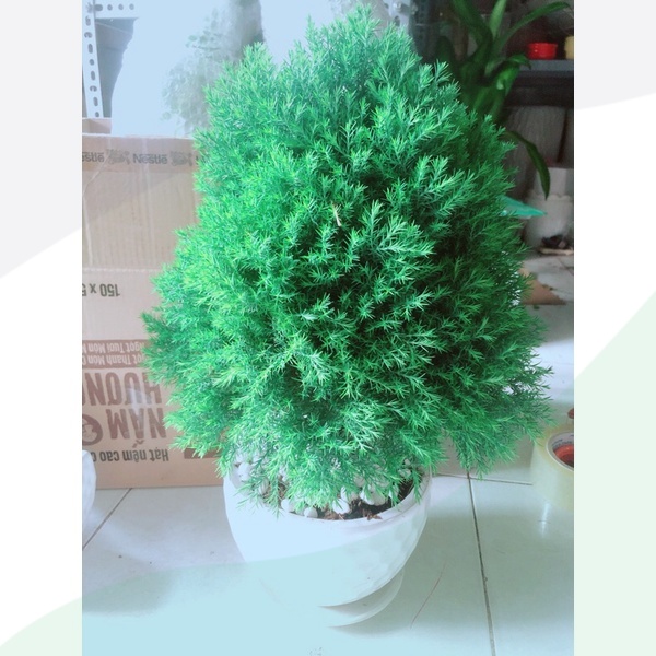 Chậu Tùng Bồng Lai
