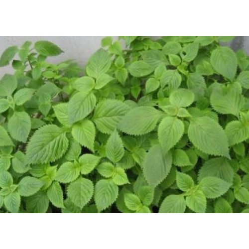 Hạt giống rau kinh giới ta (rất thơm)
