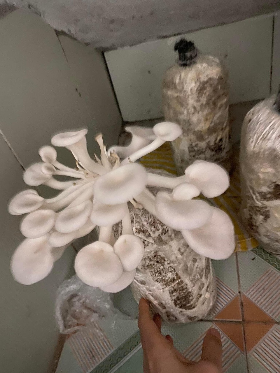 Phôi nấm Sò thái (1 kiện 9 bịch)