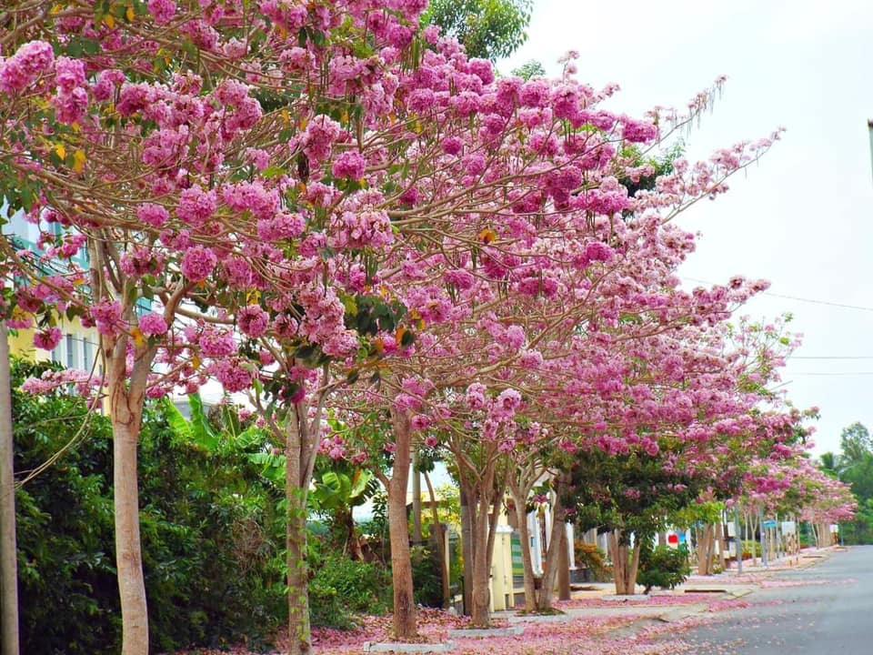 CÂY GIỐNG CÂY KÈN HỒNG (CÂY CHUÔNG HỒNG)
