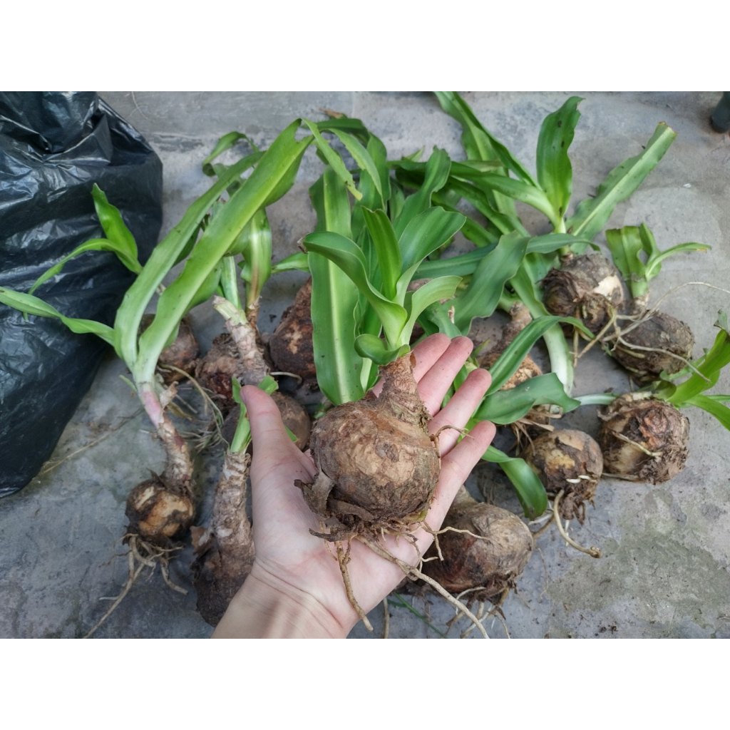 Cây trinh nữ hoàng cung - Cây giống chuẩn - 1 củ