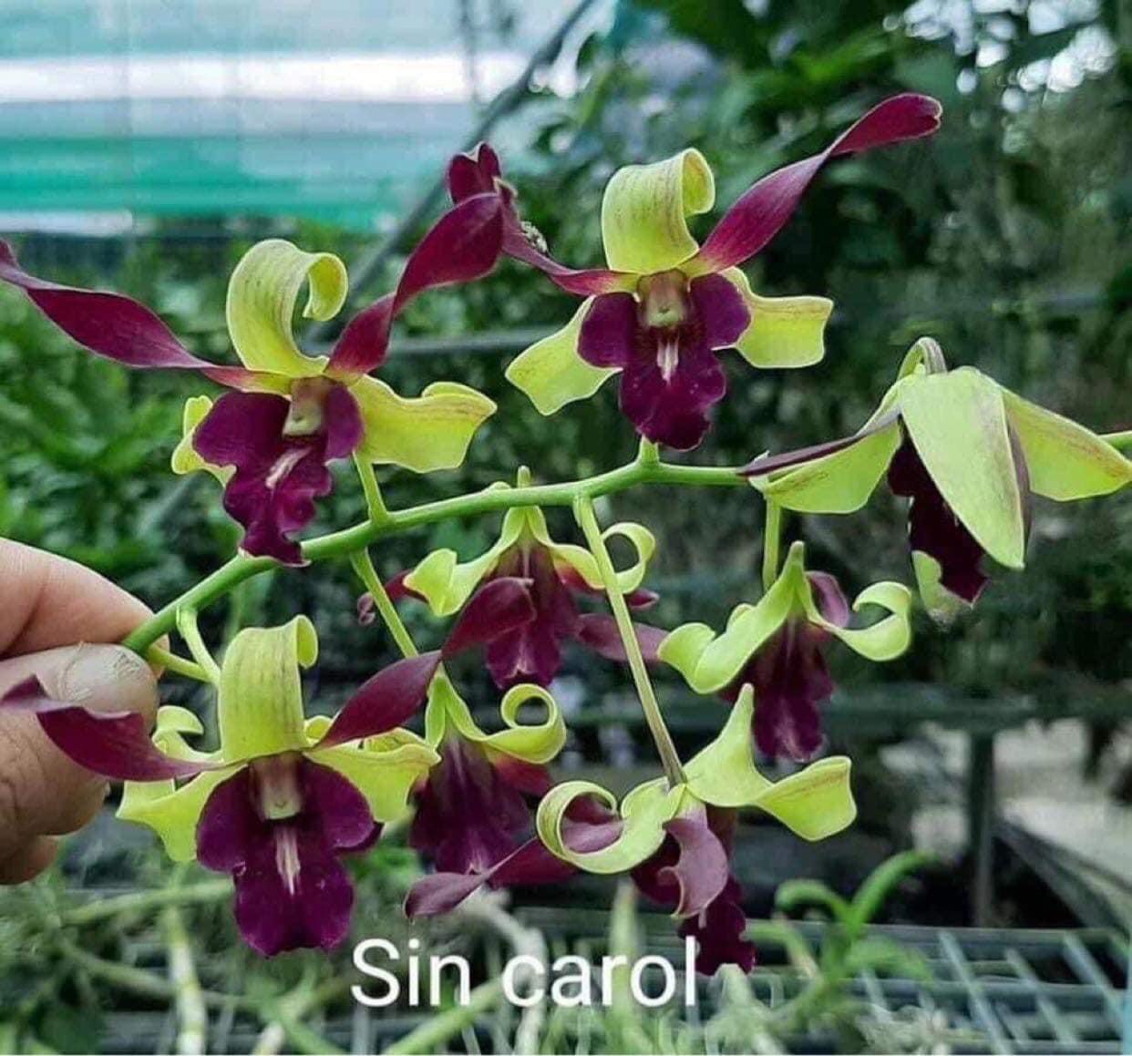 HOA LAN SING CARON