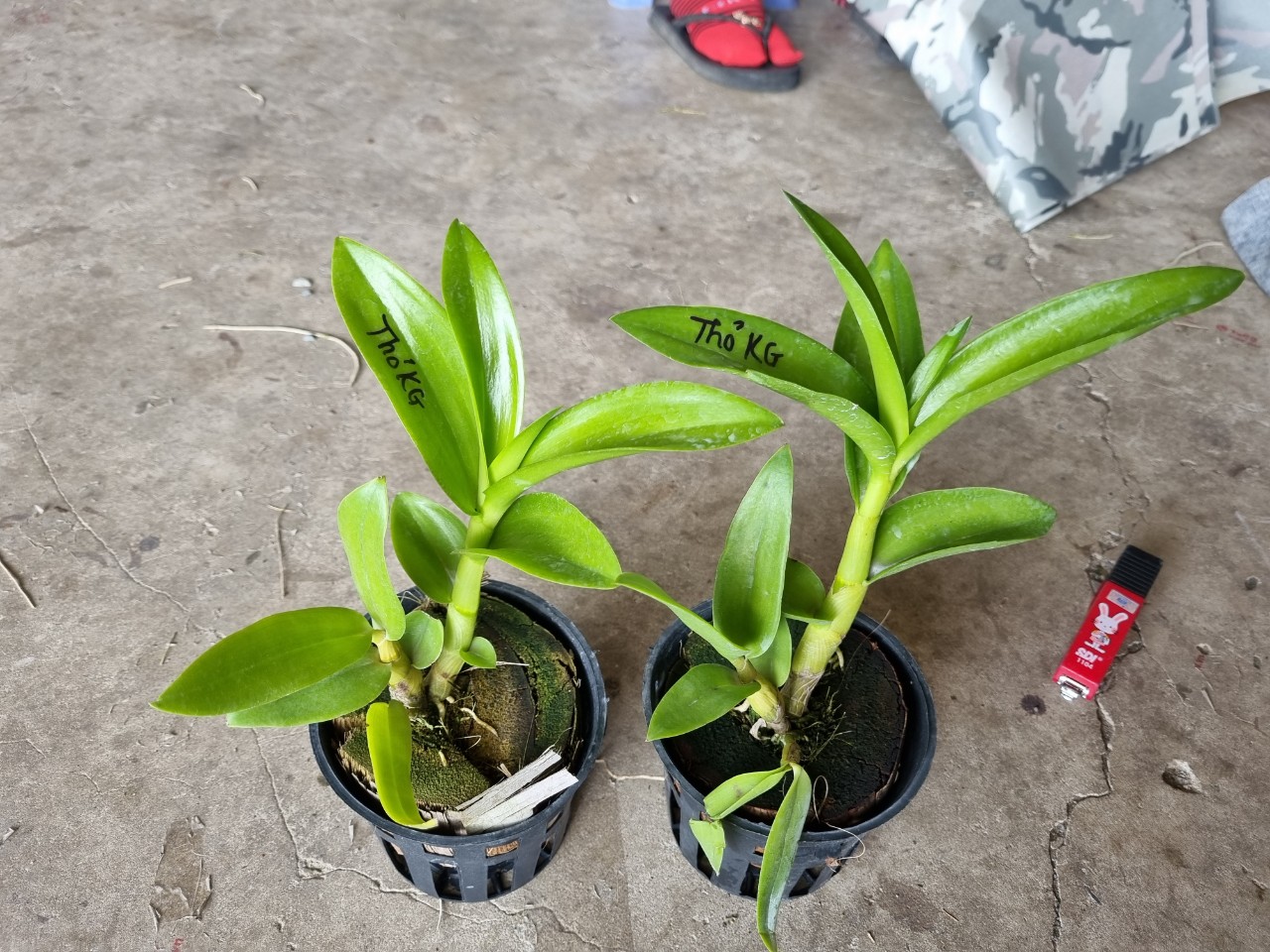 HOA LAN NẮNG THỎ KIÊN GIANG