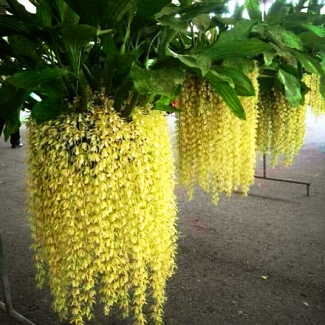 LAN HOÀNG HẬU (THANH ĐẠM)