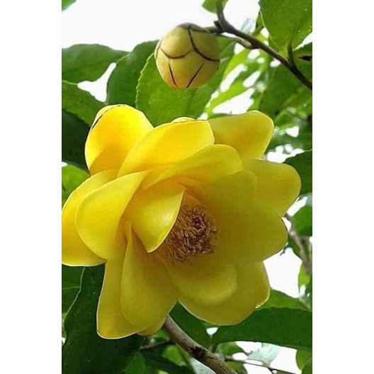 CÂY GIỐNG CHÈ HOA VÀNG-TRÀ HOA  VÀNG