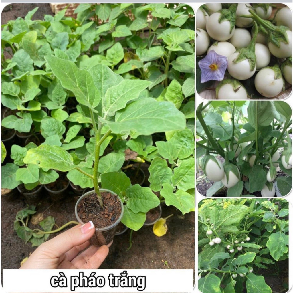 Bầu cây giống cây cà pháo -cây khoẻ đẹp