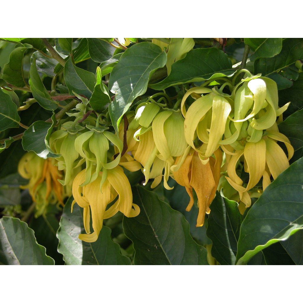 BẦU CÂY GIỐNG HOÀNG LAN (NGỌC LAN TÂY)