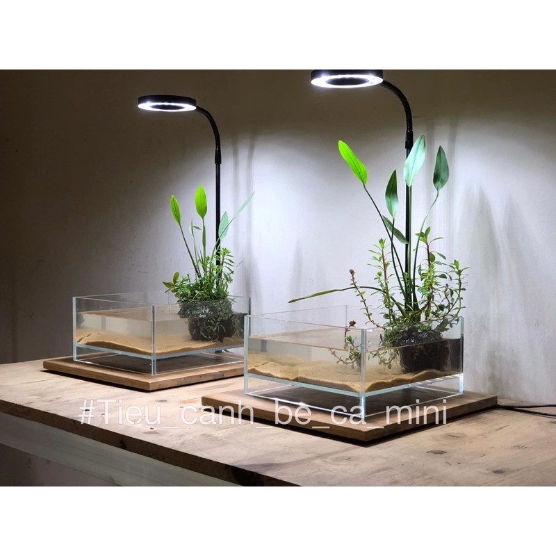 Cây Lan Nước - Cây Thuỷ Sinh Dễ Trồng Không Cần CO2