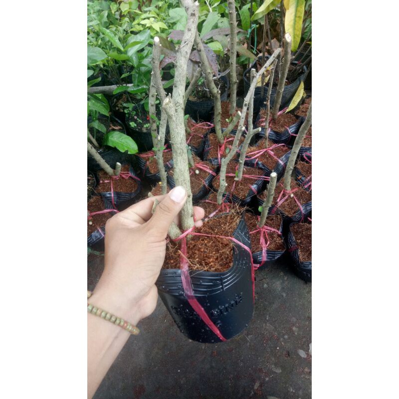 Linh sam sông hinh ( lá lớn hoa lớn ) - cây phôi giống