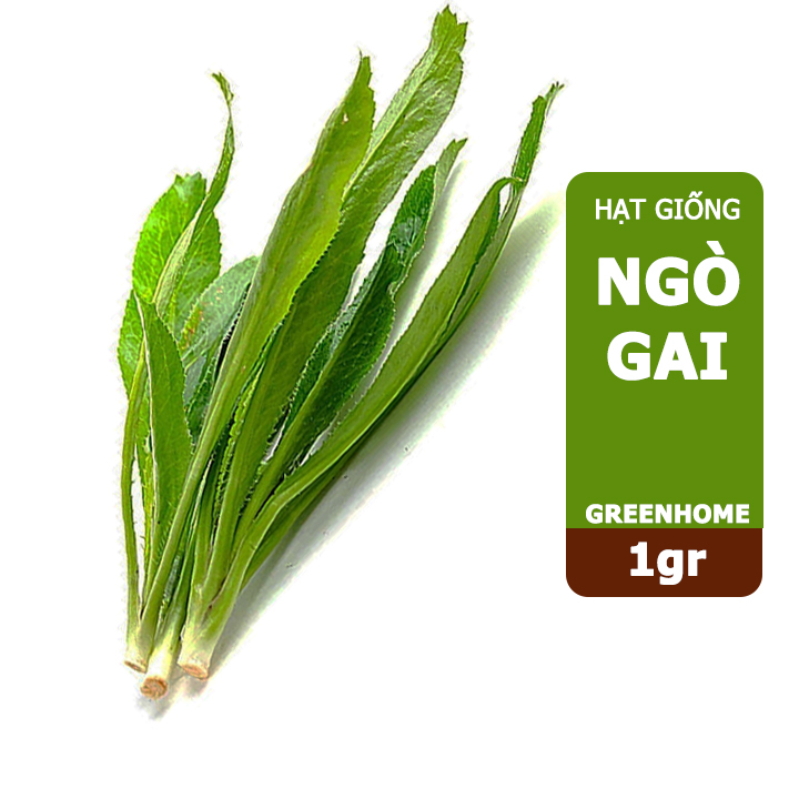 Hạt giống rau Ngò gai, gói 1gr, rau Mùi tàu sinh trưởng mạnh, năng suất cao G08