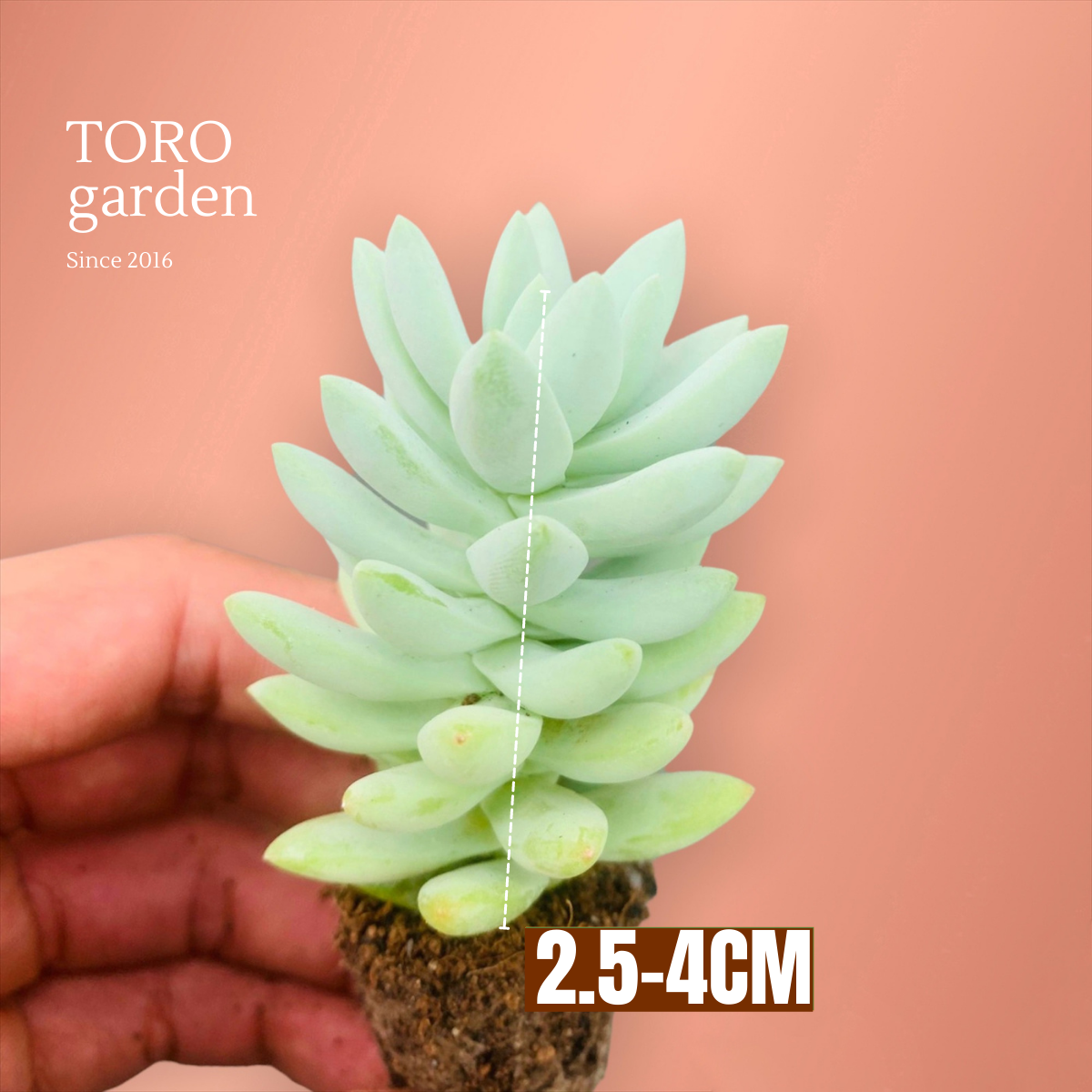 SEN ĐÁ CHUỖI NGỌC LAM SIZE MINI SIÊU CUTE LỖI 1 ĐỔI 1