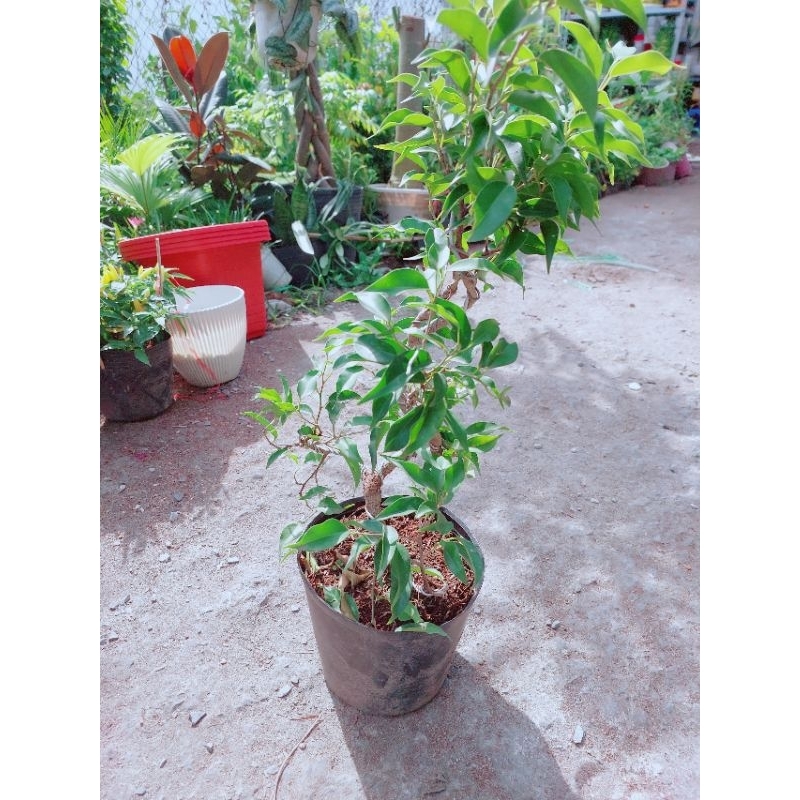 Cây Sanh Bonsai