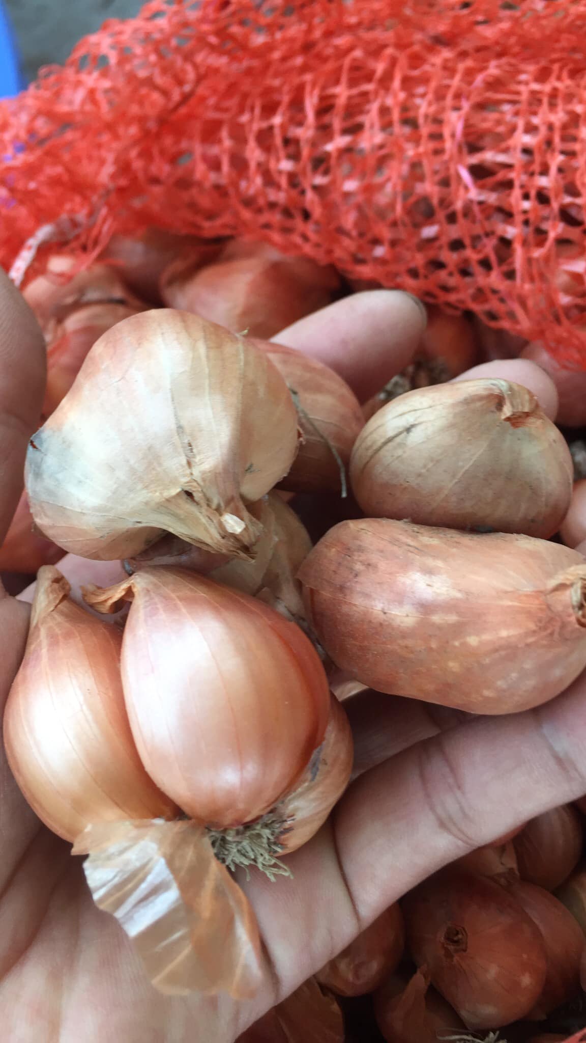 COMBO 3KG Hành Củ Kinh Môn Hải Dương